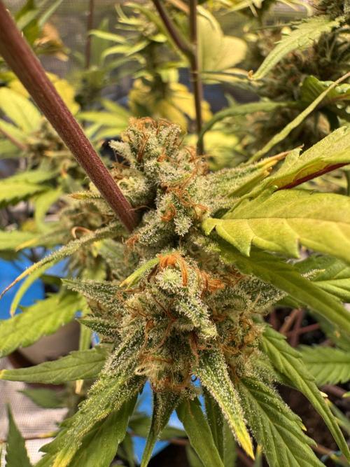 Gelato41#SMASH. Week 10