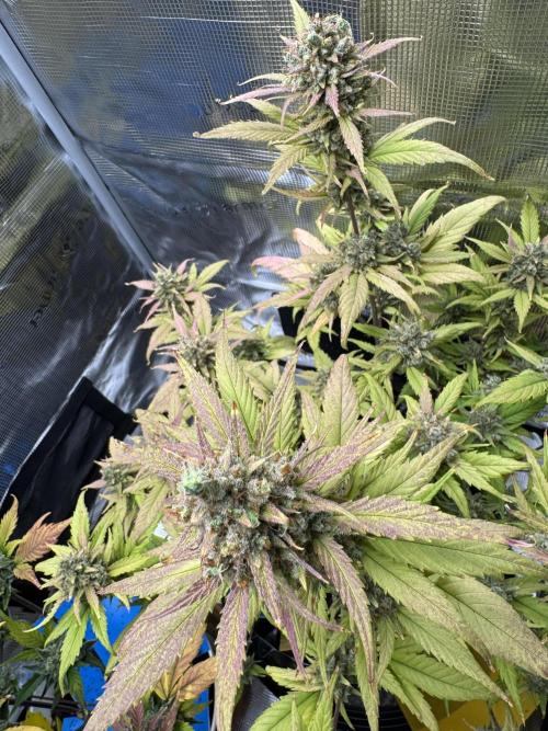 Gelato41#SMASH. Week 12