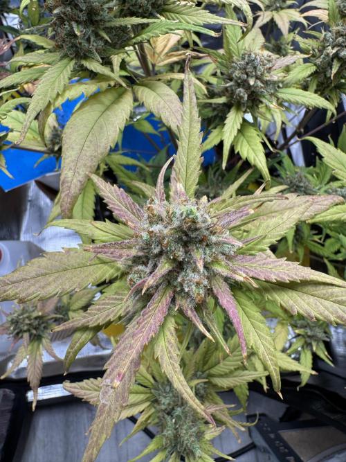 Gelato41#SMASH. Week 12