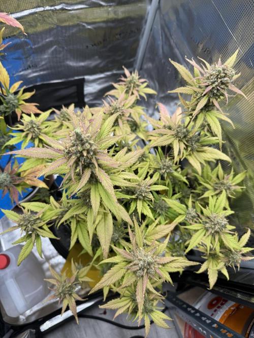 Gelato41#SMASH. Week 12