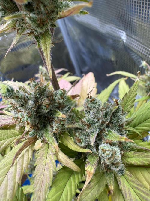 Gelato41#SMASH. Week 12