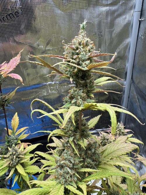 Gelato41#SMASH. Week 12