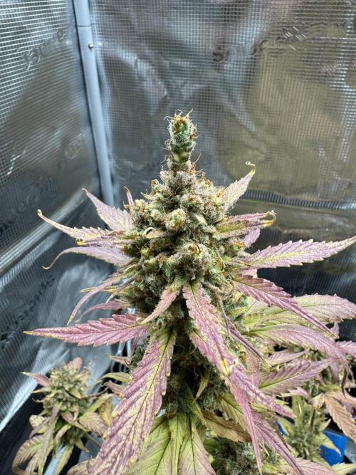 Gelato41#SMASH. Week 13