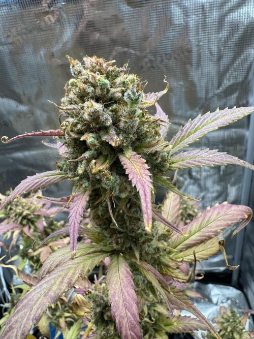 Gelato41#SMASH. Week 13