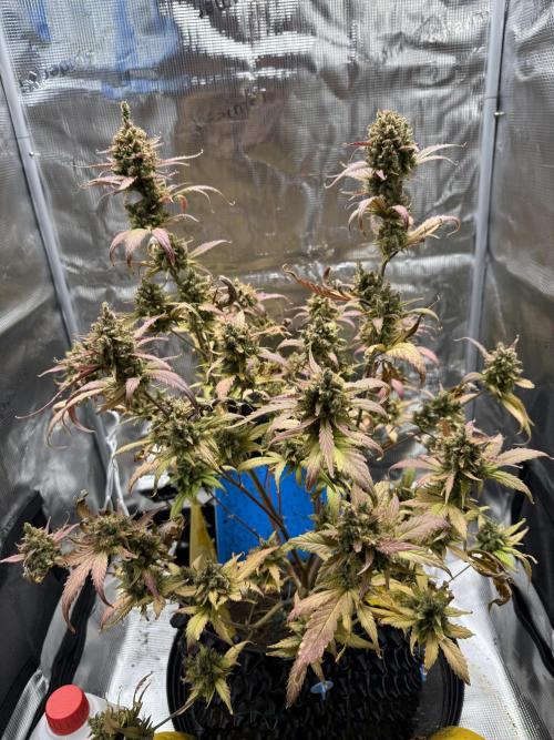 Gelato41#SMASH. Week 13