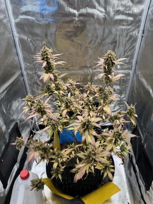 Gelato41#SMASH. Week 13