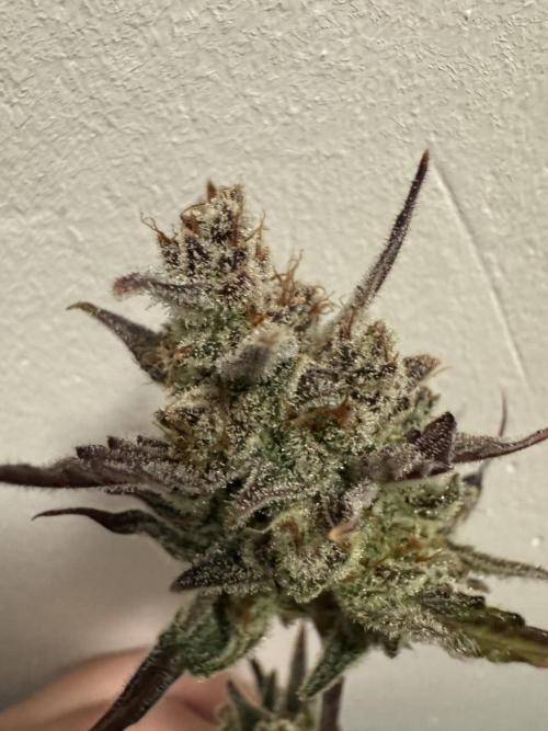 Gelato41#SMASH. Week 14