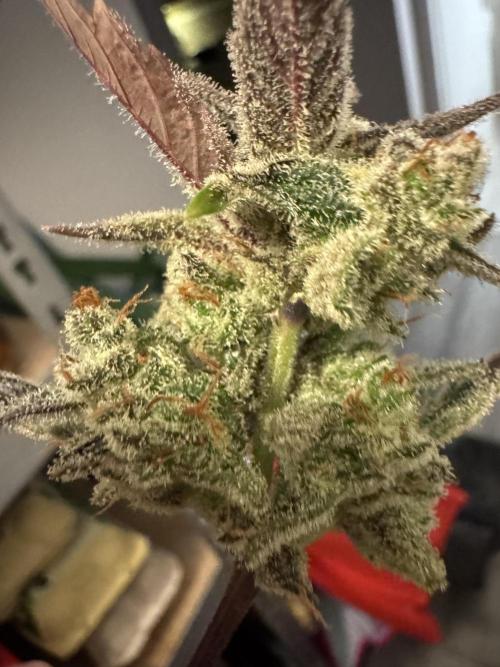 Gelato41#SMASH. Week 14