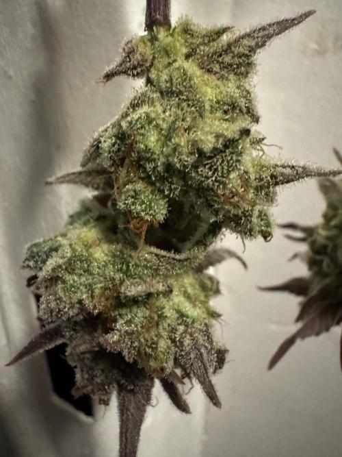 Gelato41#SMASH. Week 14