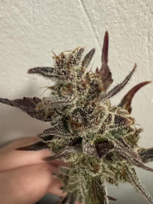 Gelato41#SMASH. Week 14