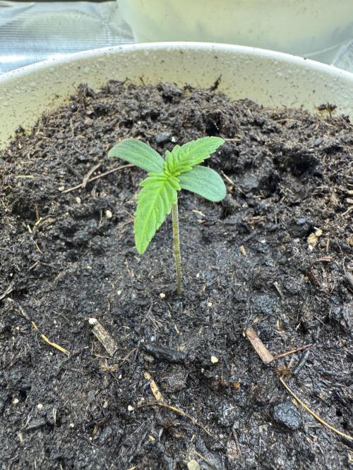 GirlScoutCookies#GSC. Week 1