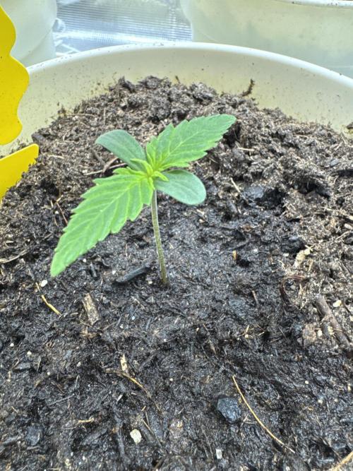 GirlScoutCookies#GSC. Week 1