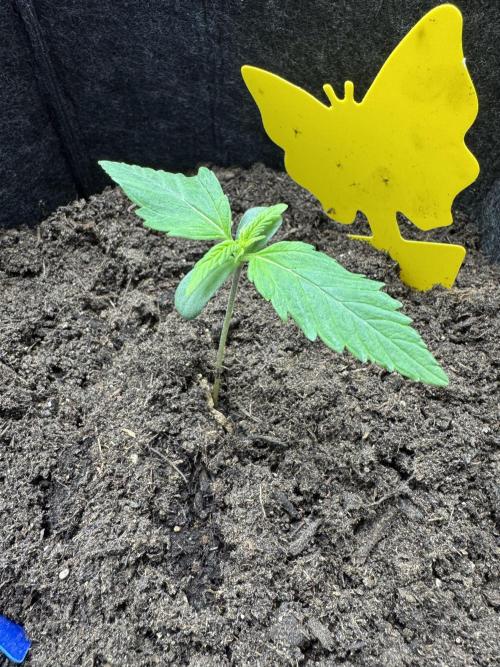 GirlScoutCookies#GSC. Week 2
