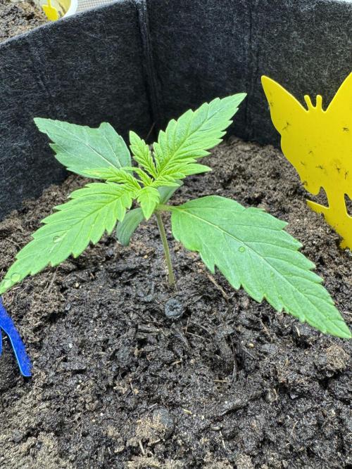 GirlScoutCookies#GSC. Week 2