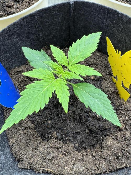 GirlScoutCookies#GSC. Week 2