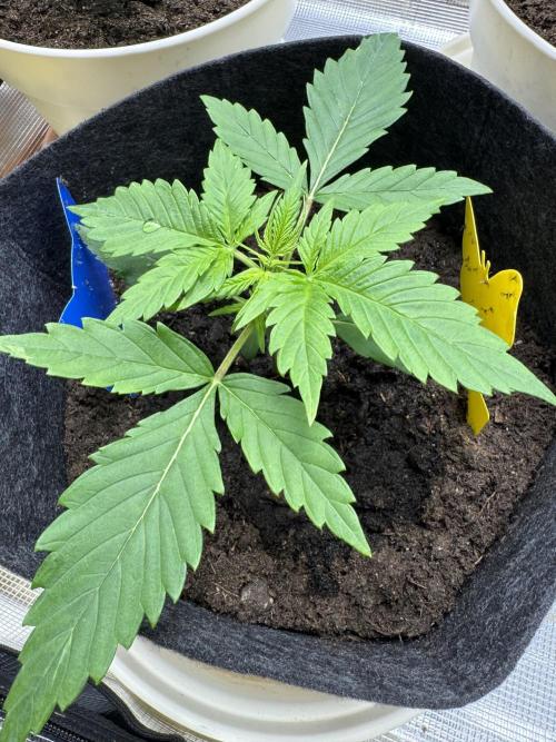 GirlScoutCookies#GSC. Week 3