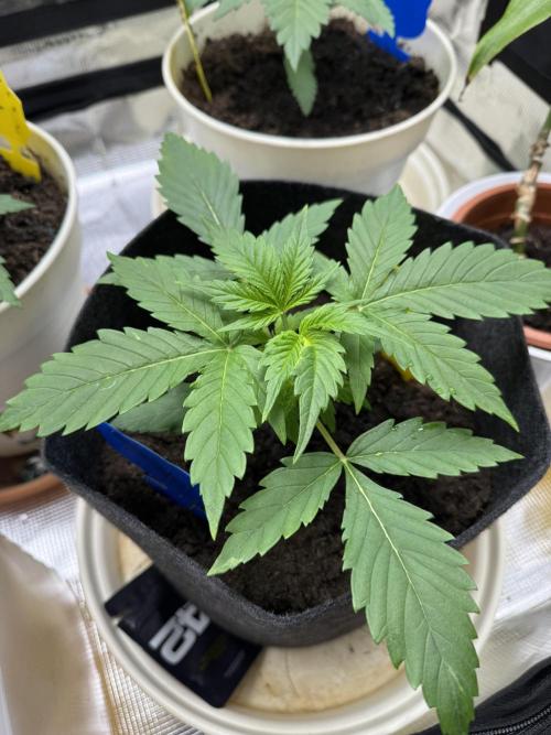 GirlScoutCookies#GSC. Week 3