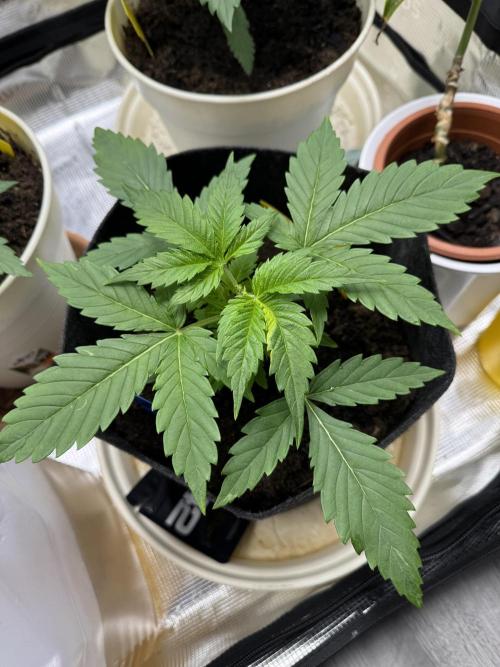 GirlScoutCookies#GSC. Week 3