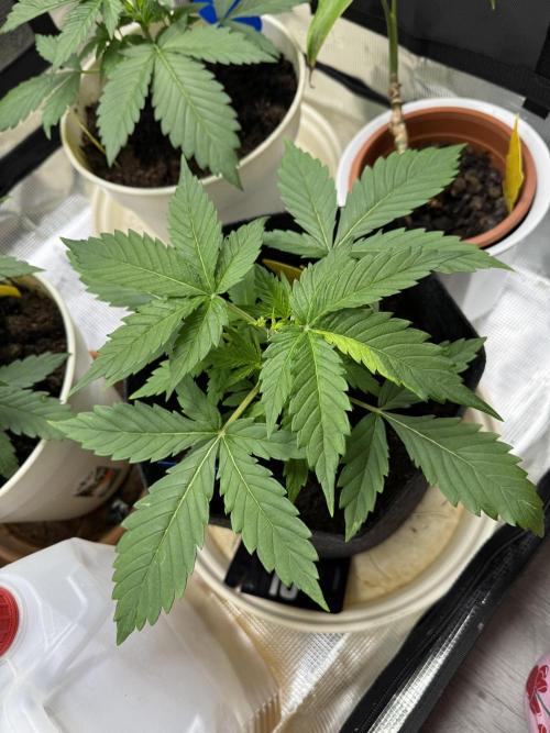 GirlScoutCookies#GSC. Week 4