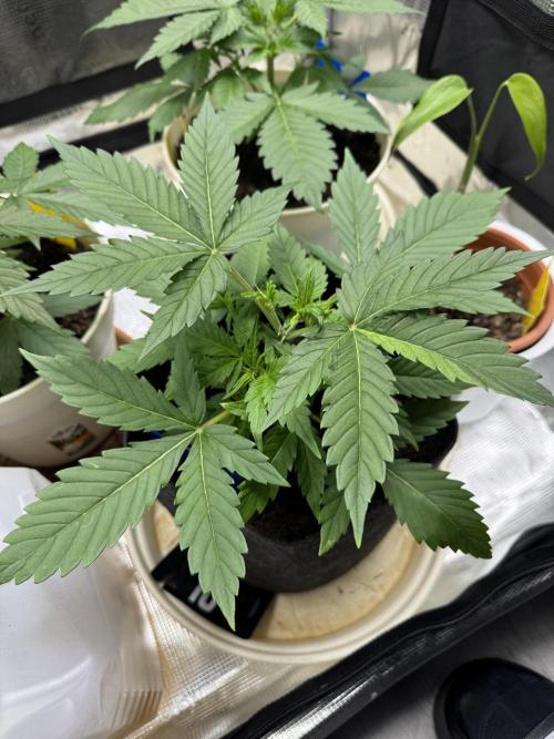 GirlScoutCookies#GSC. Week 4