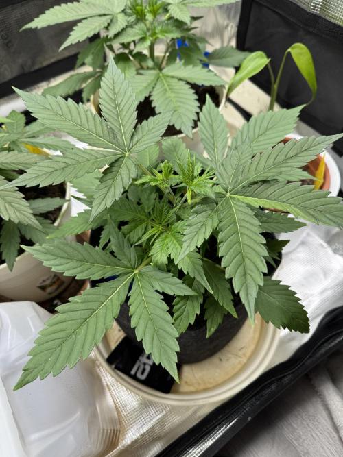 GirlScoutCookies#GSC. Week 4