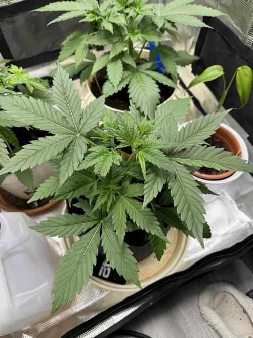 GirlScoutCookies#GSC. Week 4