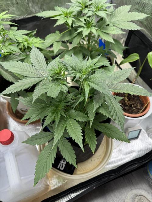 GirlScoutCookies#GSC. Week 5