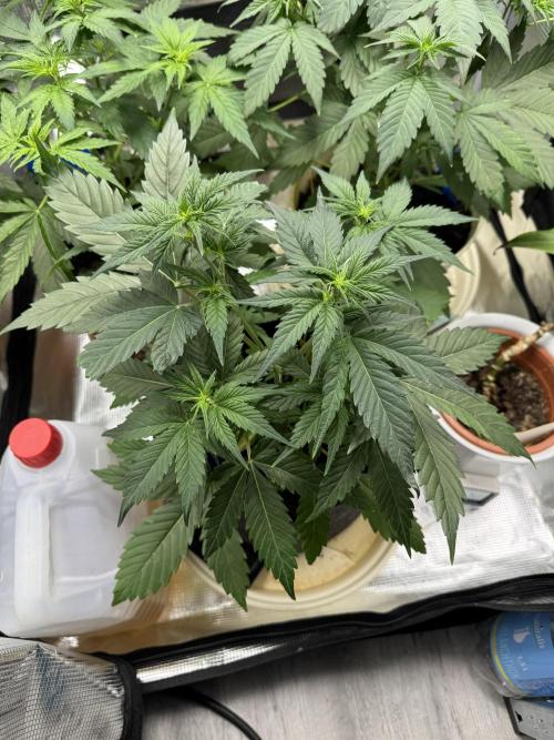 GirlScoutCookies#GSC. Week 5