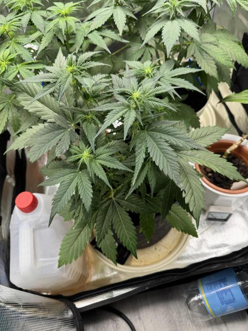 GirlScoutCookies#GSC. Week 5