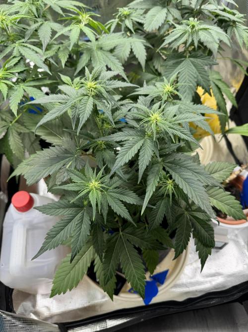 GirlScoutCookies#GSC. Week 6