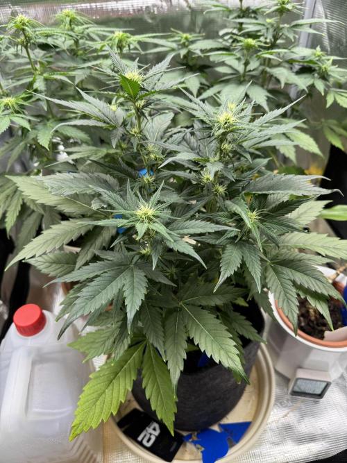 GirlScoutCookies#GSC. Week 6