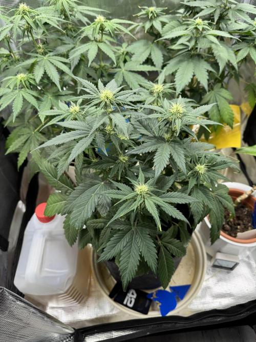 GirlScoutCookies#GSC. Week 7