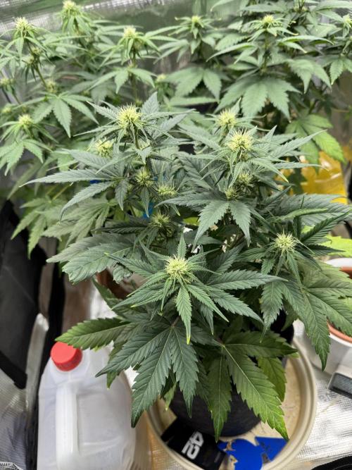 GirlScoutCookies#GSC. Week 7