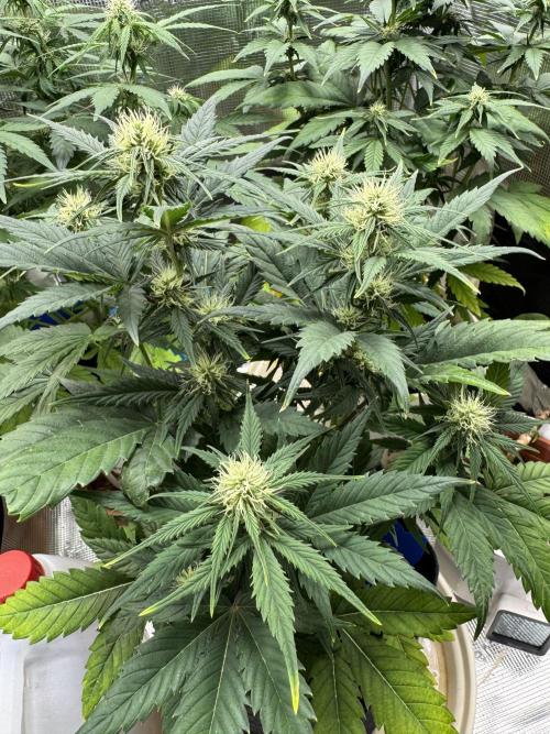 GirlScoutCookies#GSC. Week 7
