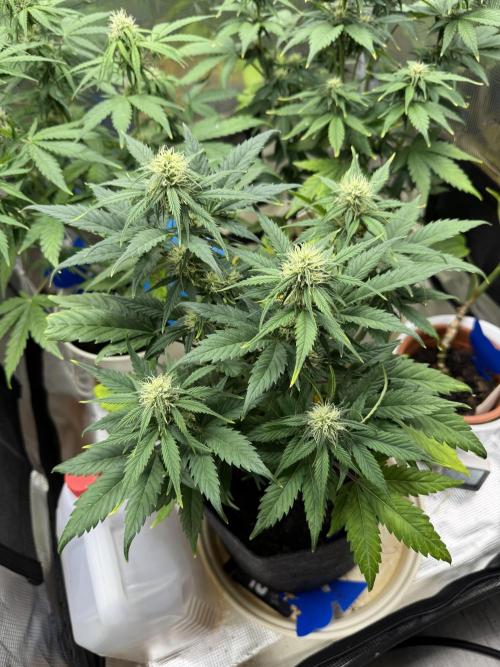 GirlScoutCookies#GSC. Week 8