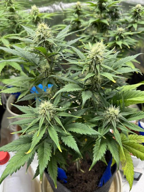 GirlScoutCookies#GSC. Week 8