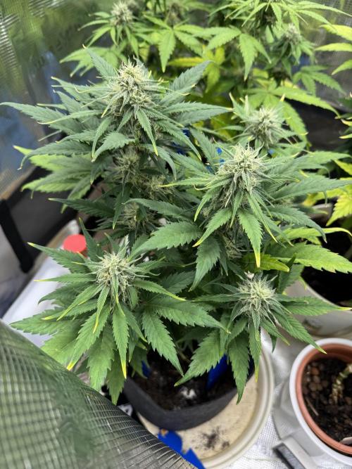 GirlScoutCookies#GSC. Week 8