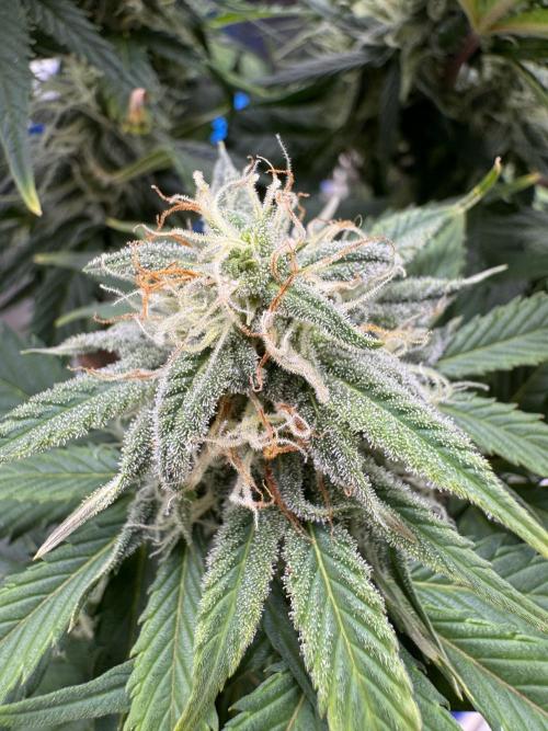 GirlScoutCookies#GSC. Week 9