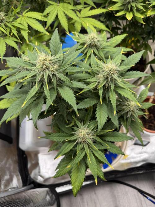 GirlScoutCookies#GSC. Week 9