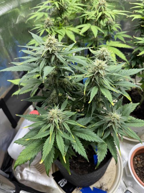 GirlScoutCookies#GSC. Week 9