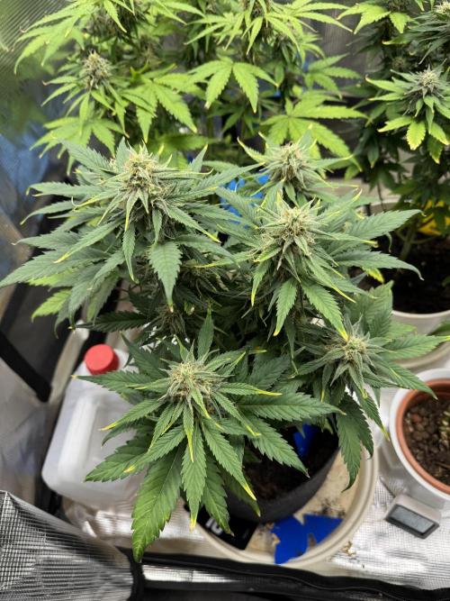 GirlScoutCookies#GSC. Week 9