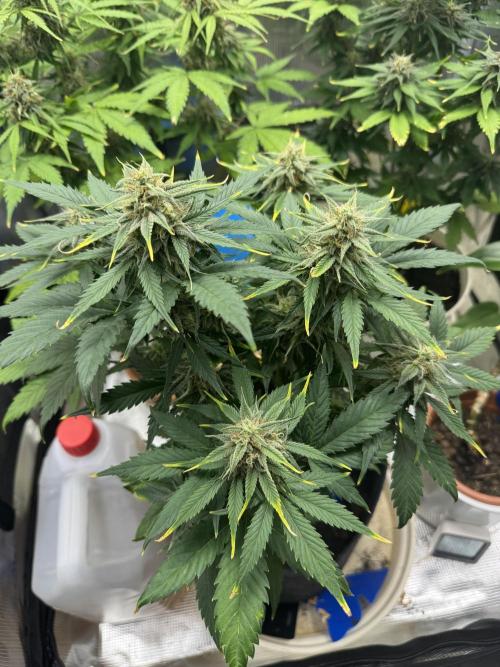 GirlScoutCookies#GSC. Week 9