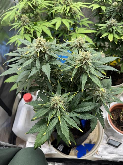 GirlScoutCookies#GSC. Week 9