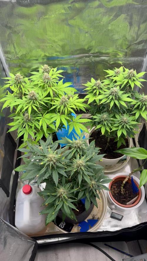 GirlScoutCookies#GSC