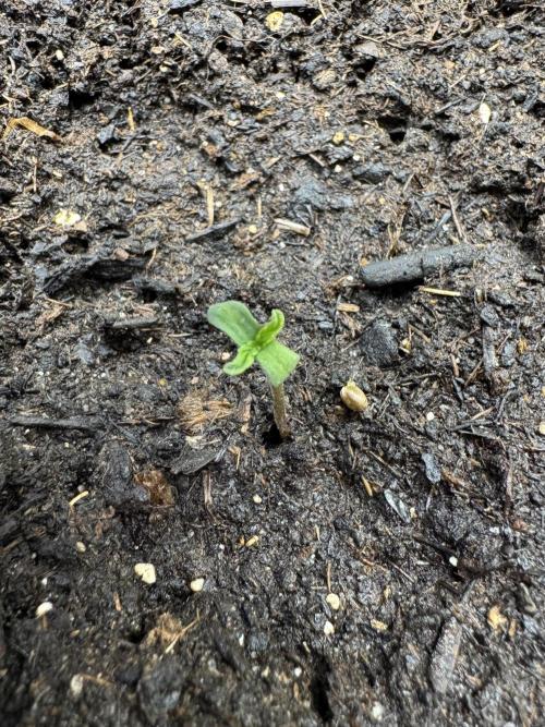Milky Way F1#RQS. Week 1