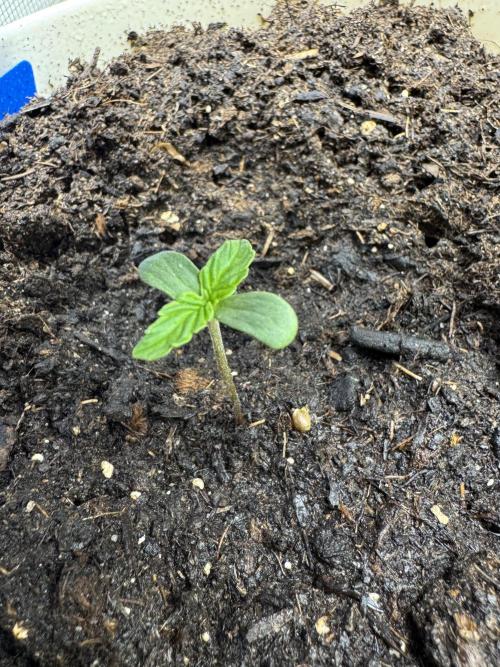 Milky Way F1#RQS. Week 1