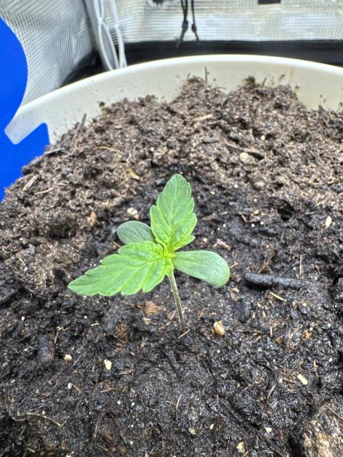 Milky Way F1#RQS. Week 2
