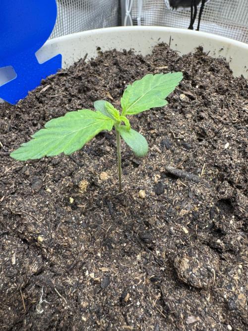 Milky Way F1#RQS. Week 2