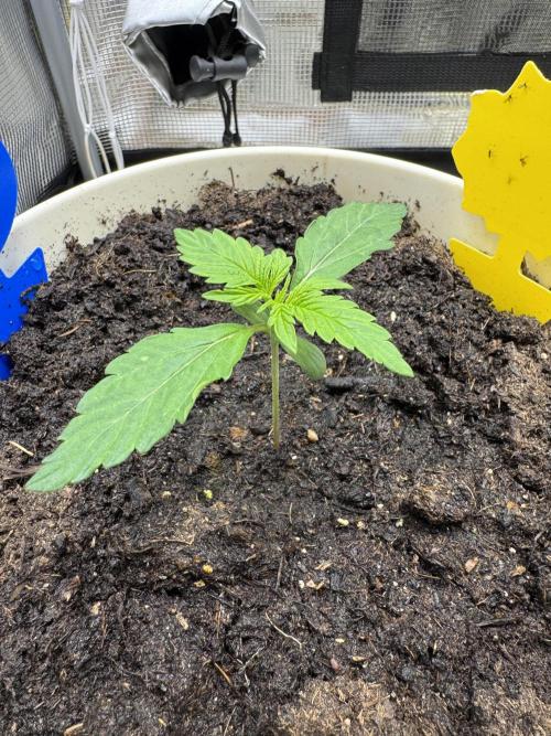 Milky Way F1#RQS. Week 2