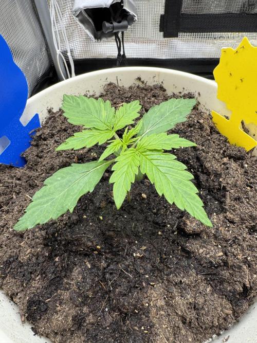 Milky Way F1#RQS. Week 2